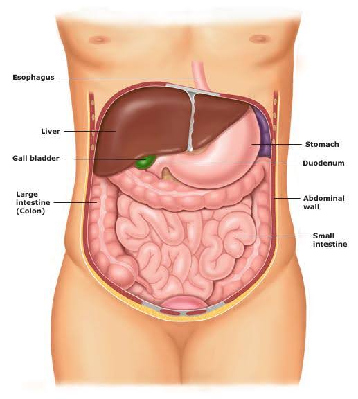 colonoscopy diagram