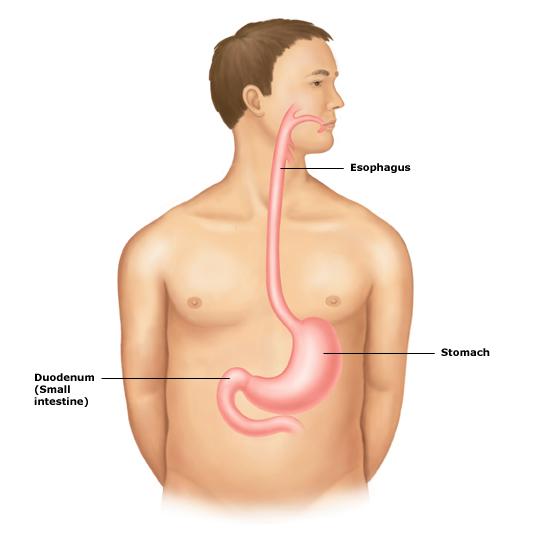 EGD diagram